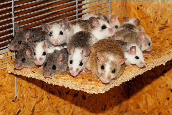 Лабораторные мыши А вот телепатия у лабораторных животных была неоднократно - фото 9