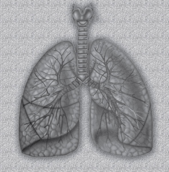 Рис 2Схема органов дыхания Полость носа находится в самом начале - фото 2