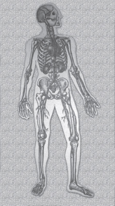 Рис 3Часть артериальной системы человека К сосудистой системе относятся - фото 3