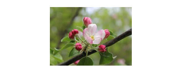 Пришла весна Одна веточка на яблоне не зацвела Садовник срезал ее и бросил в - фото 14