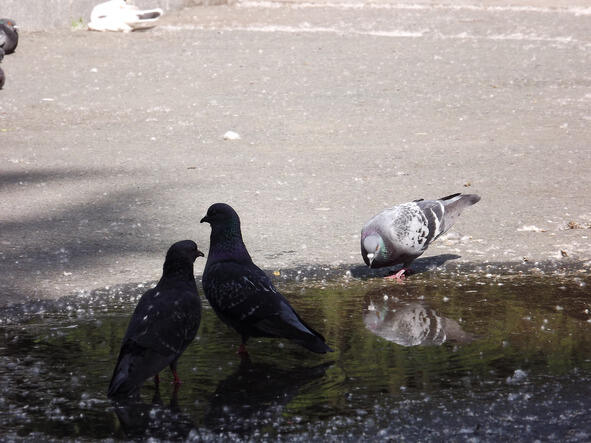 Я наблюдал за голубями доедая мороженое любовался ими как клюют они хлеб Я - фото 9