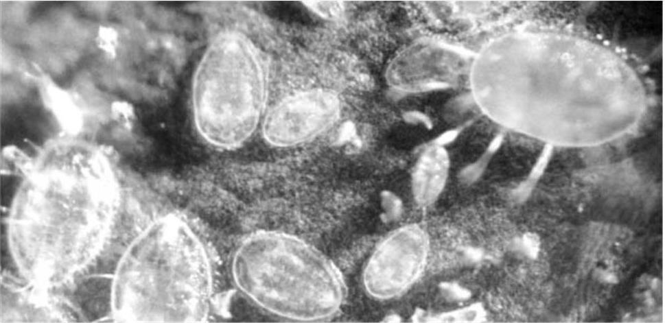 Рисунок 1 Личинки тепличной или оранжерейной белокрылки В жизненном цикле 7 - фото 1