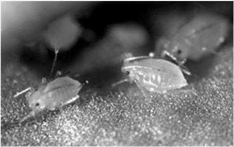 Рисунок 3 Персиковая или оражнерейная тля Нимфы на тергитах белоопылённых - фото 5