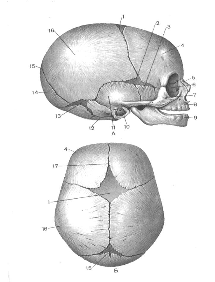 Рис 1 Череп новорожденного Вид сбоку А и сверху В 1 передний - фото 1