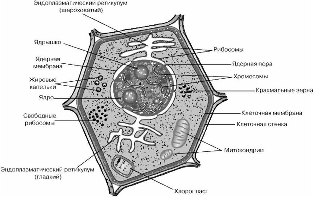 Рисунок 2 Строение растительной клетки Клеточный центр принимает участие в - фото 3