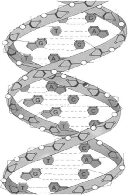 Рисунок 3 Строение молекулы ДНК РНК полинуклеотид отличающийся от ДНК - фото 6