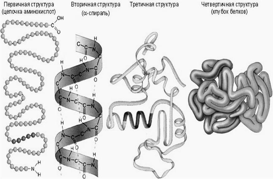 Рисунок 5 Структурная организация молекул белка Синтез белка в клетке - фото 16