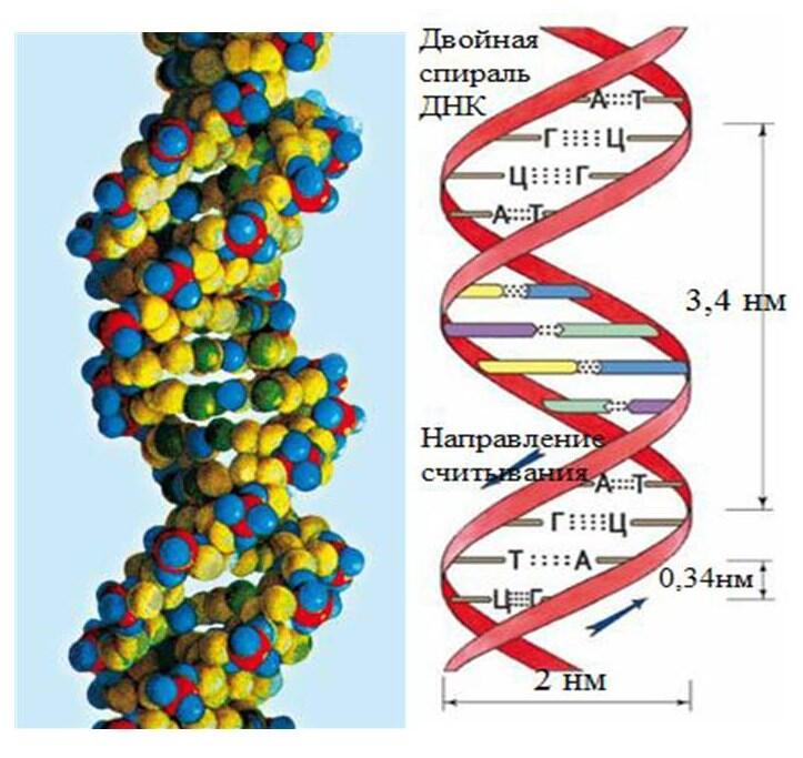 Рисунок 3 Модель молекулы ДНК Задание 3 Рассмотрите рисунок 4 и запишите - фото 4