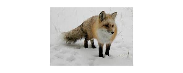 Кругом лежит снег и никого не видно Но лисица вдруг останавливается словно - фото 2