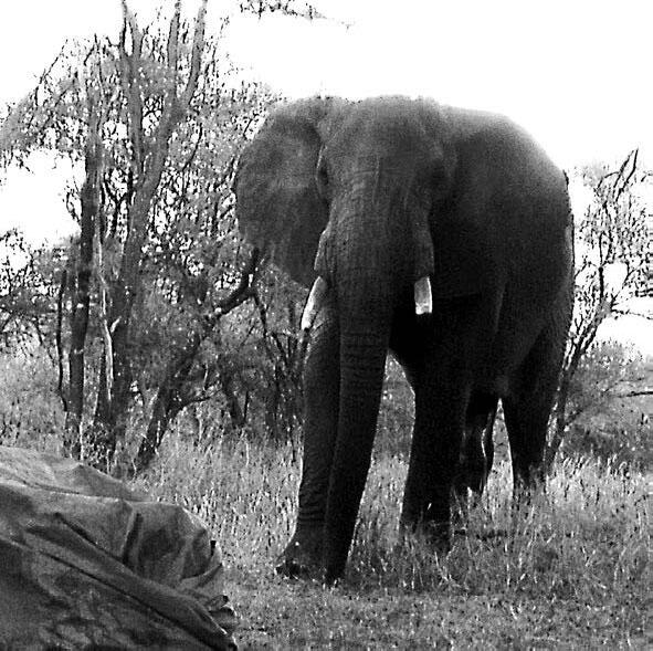 Рис 11 Слон Самец после подъема на речной утес национальный парк Тарангире - фото 4
