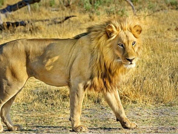Лев это царь африканской саванны Есть у него золотистая грива Редко у - фото 9