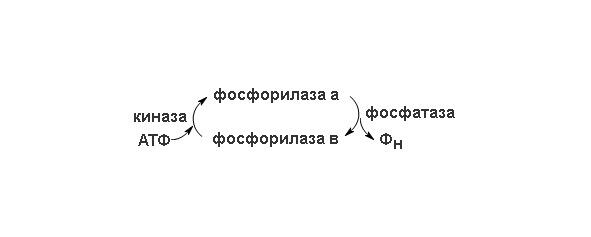 Рисунок 2 Схема перехода двух форм фосфорилазы Фосфорилаза b вновь - фото 2