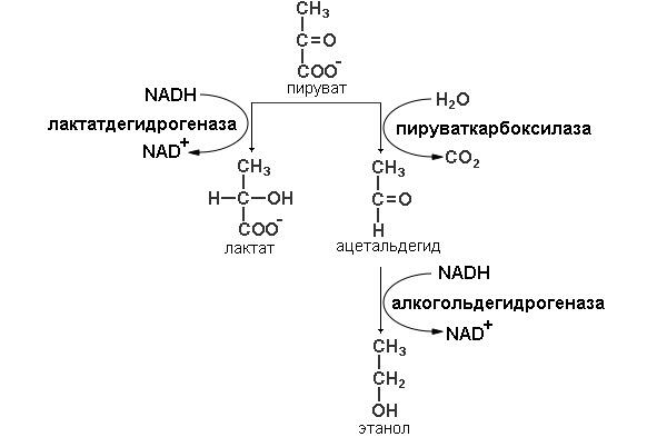 Рисунок 3 Схема реакций гомоферментативного молочнокислого и спиртового видов - фото 3