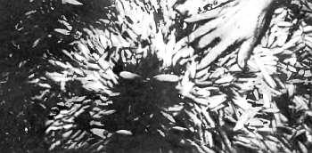 Крылатые термиты если их поджарить на противне съедобны Перед роением купола - фото 130