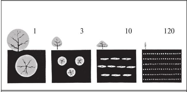 Рис 3 Увеличение плотности посадок благодаря изменению формы кроны и - фото 3