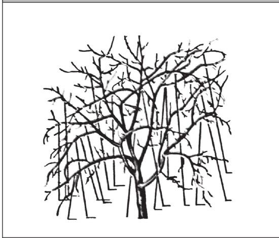 Рис 6 При неправильном формировании дерева для предупреждения разломов - фото 6