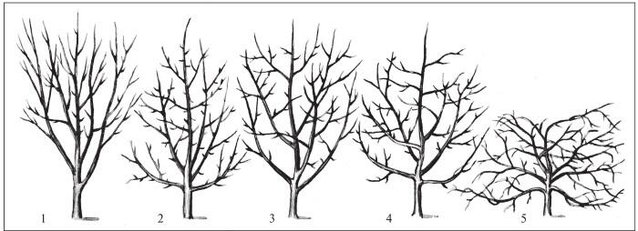 Рис 8 Формы крон естественно развивающихся плодовых деревьев 1 - фото 8