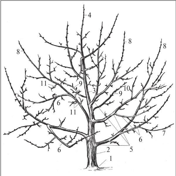 Рис 9 Надземная часть плодового дерева 1 корневая шейка 2 штамб 3 - фото 9