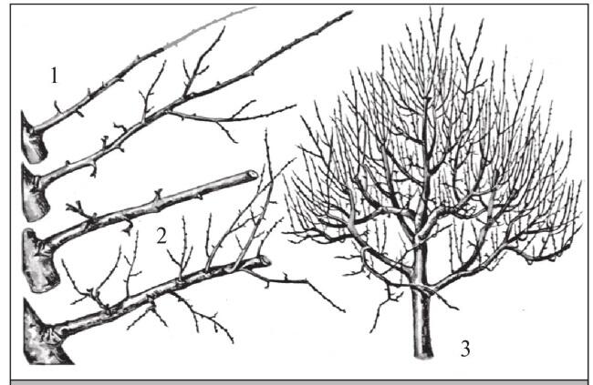 Рис 43 Реакция на различную степень обрезки чем большая часть ветви дерева - фото 43