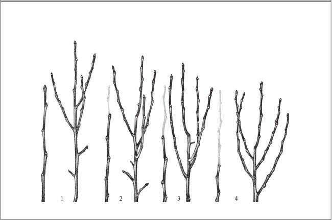 Рис 58 Влияние разной степени подрезки укорачивания однолетних ветвей на - фото 58