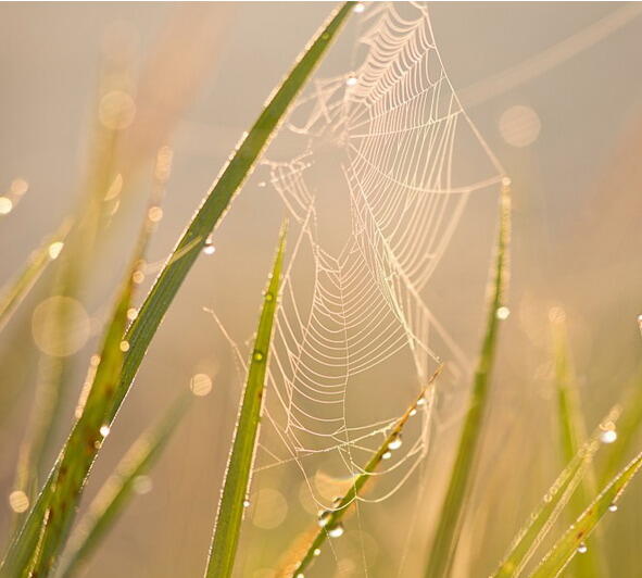 На лужайке под травинкой Золотится паутинка Видно там паук живёт - фото 11