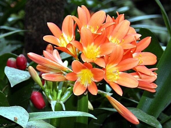 Многоцветковый зонтик из цветков Всю эту красоту нам дарит Кливия Я - фото 2