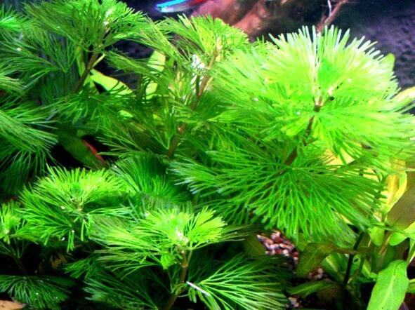 Знайте Кабомба растёт под водой Может быть это аквариум даже Стала Кабомба - фото 2