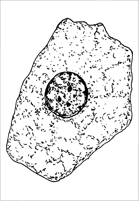 Рис 1 Общий план строения эукариотической клетки под световым микроскопом - фото 1