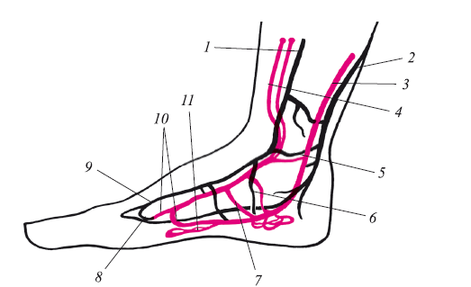 Рис 8 Схема формирования поверхностных и глубоких венозных систем на стопе - фото 9