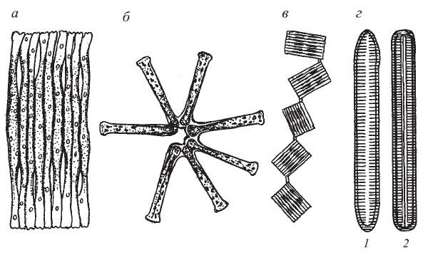 Рис 116 Общий вид колоний Flagilaria a Asterionella б Tabellaria в - фото 16