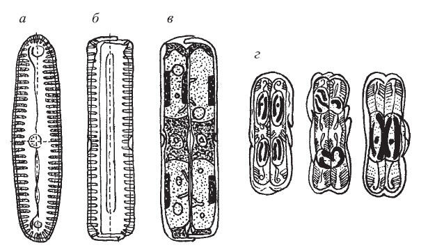 Рис 118 Pinnularia а б панцирь со створки и с пояска соответственно в - фото 18