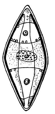 Рис 119 Navicula Вид со створки В середине створки щелевидный шов с - фото 19