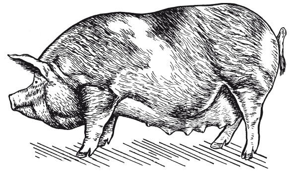Рис 5 Северокавказская порода свиноматка Эти свиньи обладают крепкой - фото 6