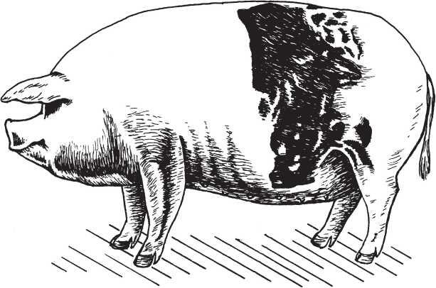 Рис 6 Ливенска порода свиноматка Белорусская чернопестрая Выведена в - фото 7