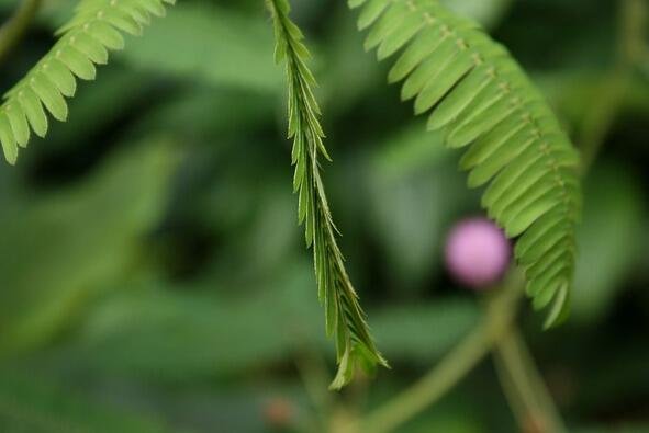 Мимоза стыдливая Mimosa pudica после прикасания Через несколько падений - фото 11