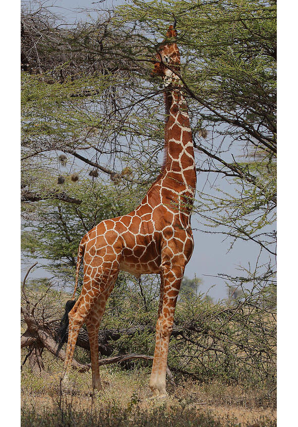 Жираф Giraffa camelopardalis Это кажется странным если учесть что - фото 13