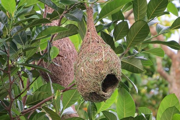 Гнездо ткачика Ploceidae А вот птицыпечники строят гнезда из комочков - фото 18