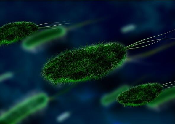 Жгутиковые бактерии Эти бактерии передвигаются в жидкости благодаря так - фото 5