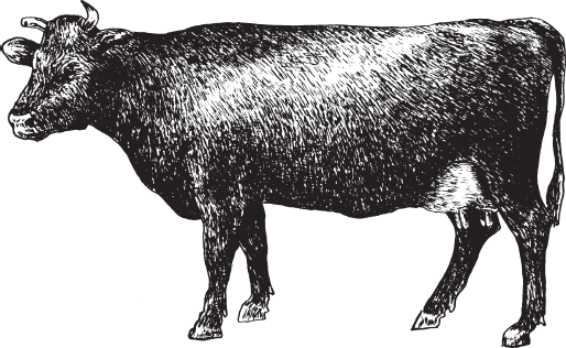 Рис 13 Корова бурой латвийской породы Отличаются высокой молочной - фото 13