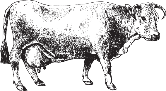 Рис 19 Корова костромской породы Рис 20 Бык костромской породы - фото 19