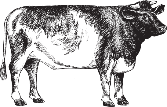 Рис 3 Мясной тип 4 Породы крупного рогатого скота Породой называют группу - фото 3