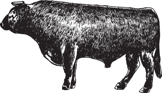 Рис 30 Бык шортгорнской породы Породы мясной направленности Герефордская - фото 30