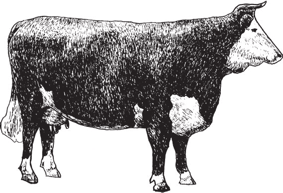 Рис 31 Корова герефордской породы Рис 32 Бык герефордской породы - фото 31