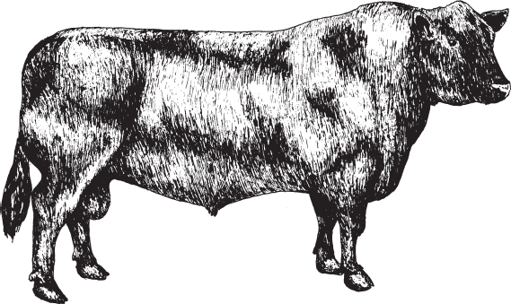 Рис 34 Бык абердинангусской породы 5 Что еще надо знать приобретая корову - фото 34