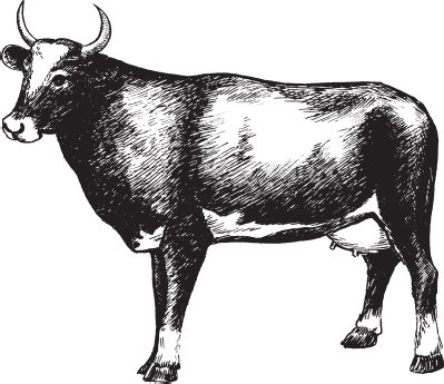 Рис 4 Корова примитивной породы Также породы коров подразделяются по - фото 4