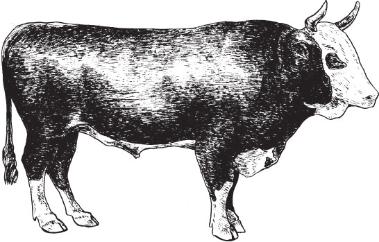 Рис 6 Бык ярославской породы Мясо коров этой породы не уступает по своим - фото 6