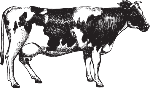 Рис 7 Корова холмогорской породы Рис 8 Бык холмогорской породы Тагильская - фото 7