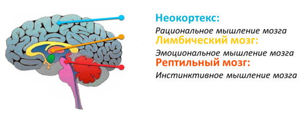 Рисунок 9 Модель мозга человека Древний мозг мозг рептилииотвечает за - фото 9