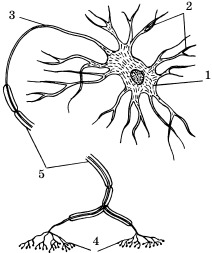 Рис 4 Строение нейронаМС Миловзорова 1972 1 тело сома 2 - фото 4