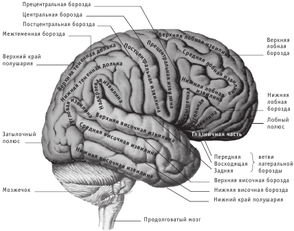 Рис 19 Полушария головного мозга наружная поверхность Чечевицеобразное - фото 19